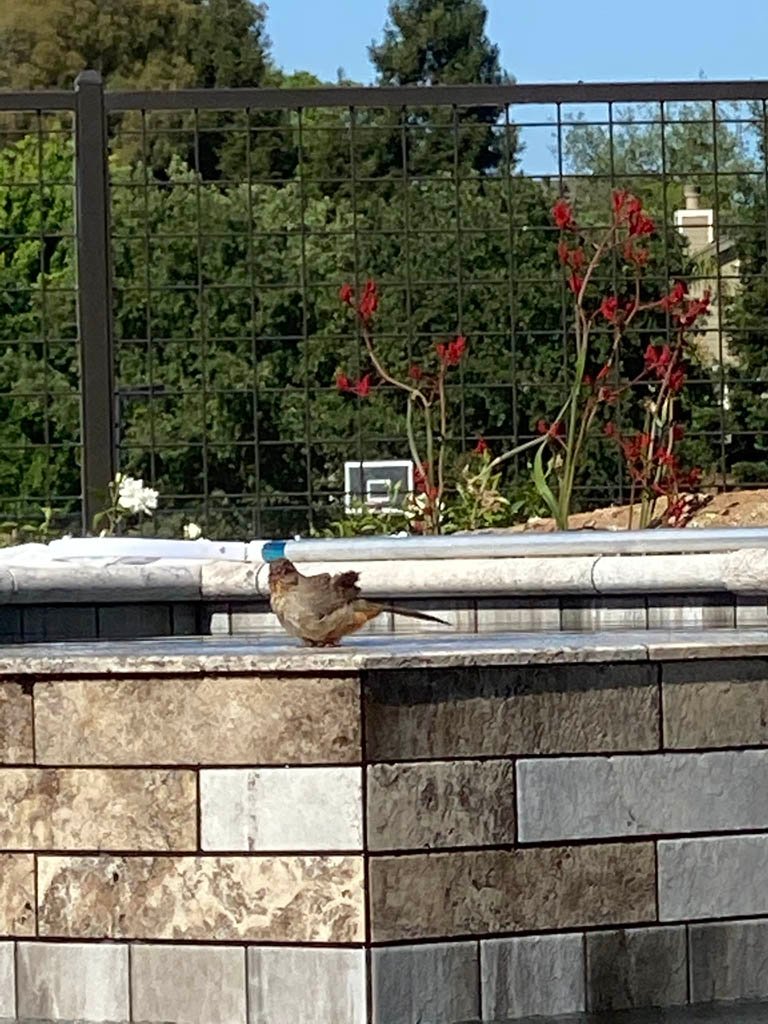 Bird perched on urban garden wall by red flowers.