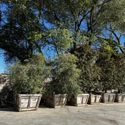 Wooden crates under trees in sunny outdoor area.